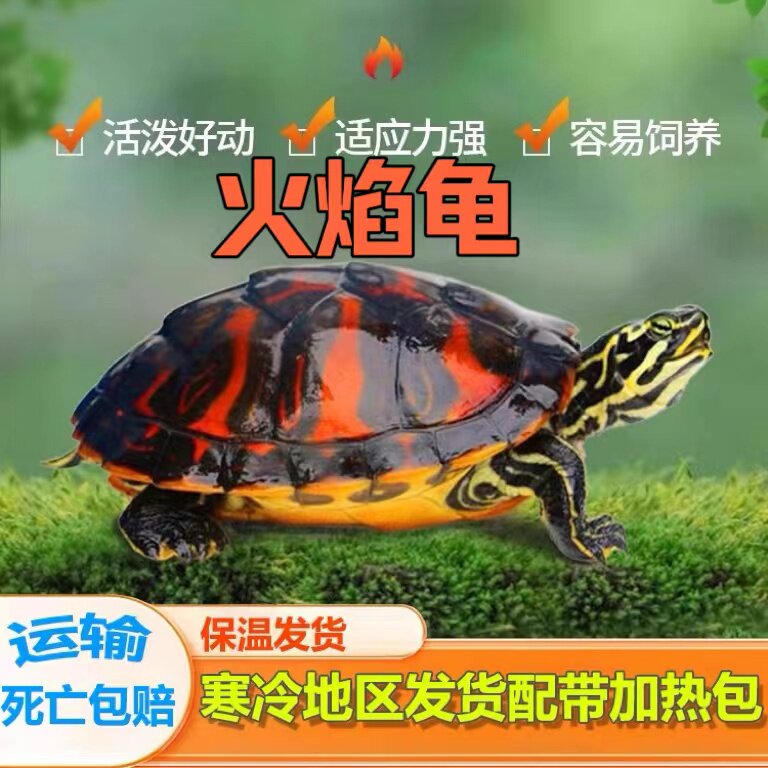火焰龟深水龟冷水鱼龟混养小乌龟活物小宠物黄耳龟适合家养的乌龟