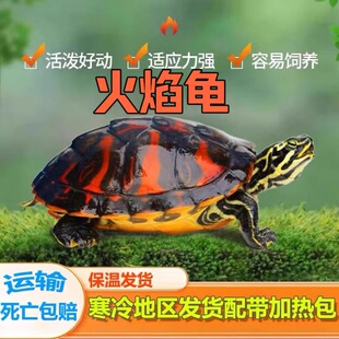 火焰龟深水龟冷水鱼龟混养小乌龟活物小宠物黄耳龟适合家养的乌龟