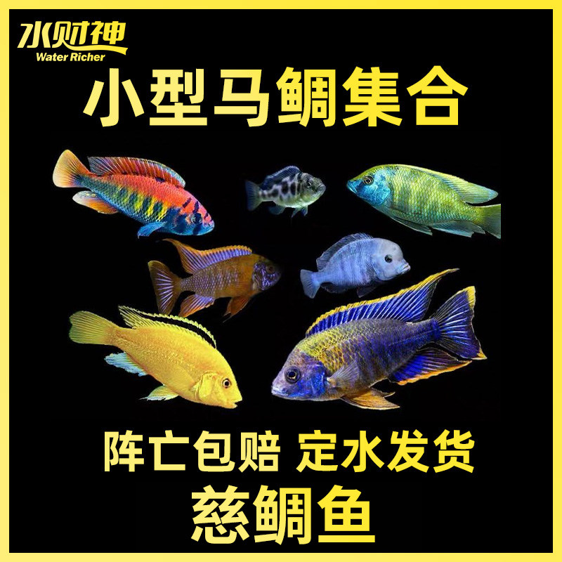 小型马鲷鱼集合三湖慈鲷鱼坦鲷非洲王子蓝阿里六间鱼热带鱼