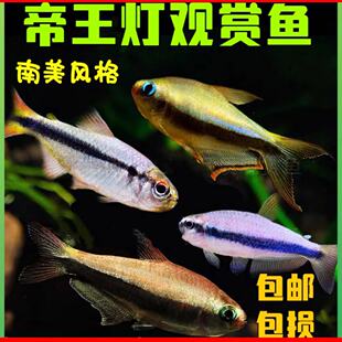 帝王灯鱼彩虹血翅蓝帝王帝王黑帝王黄金帝王灯热带观赏小型活体鱼