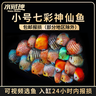 阿莲卡天子蓝 盖子 蓝松石七彩神仙鱼热带鱼观赏鱼