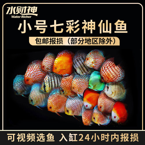 顺丰发货阿莲卡松石七彩神仙鱼
