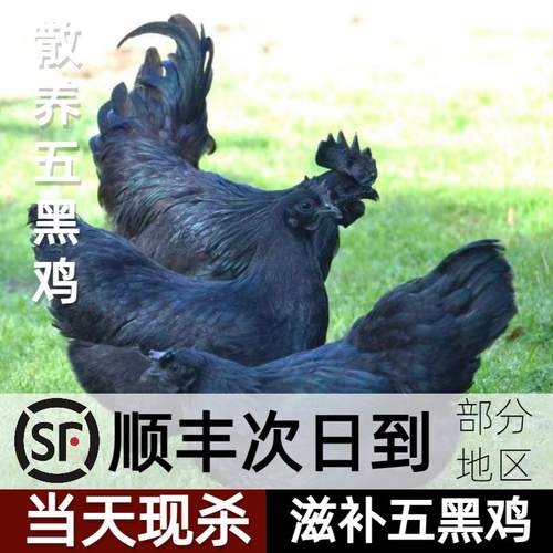 五黑鸡土鸡乌鸡农家散养纯黑跑山乌鸡乌骨鸡新鲜现杀年货活鸡现杀