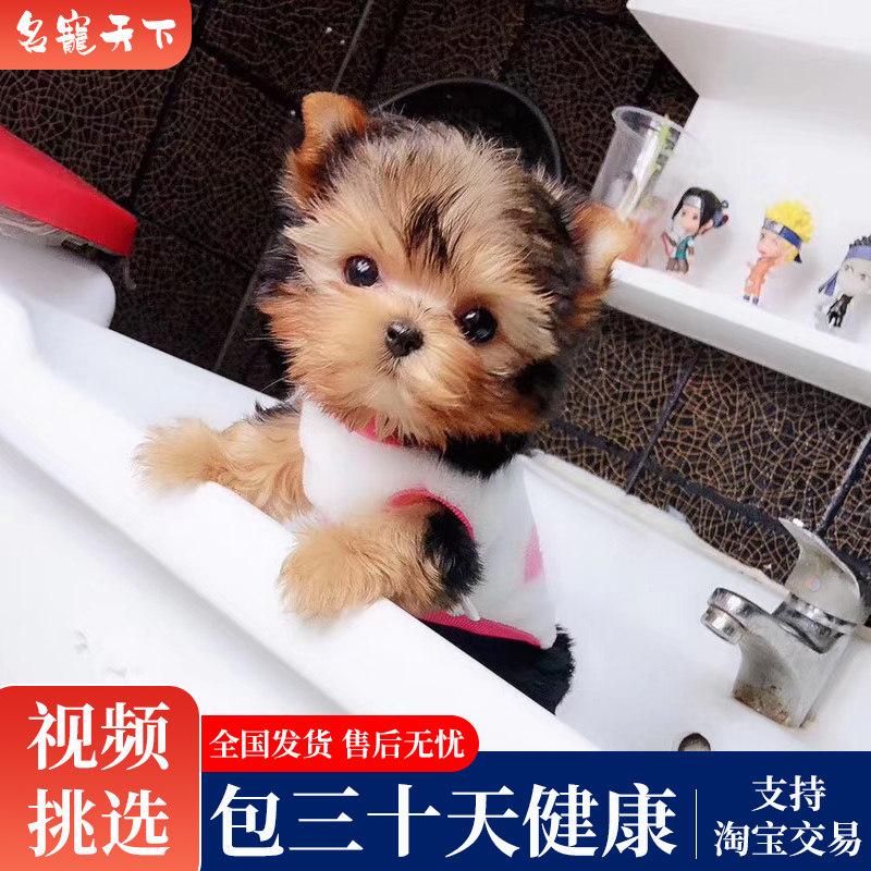 约克夏幼犬小型茶杯犬宠物狗超小体约克夏赛级茶杯约克夏活体