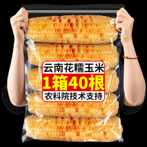 10斤云南西双版纳香糯小玉米即食新鲜真空装傣小花糯黏甜粘玉米棒