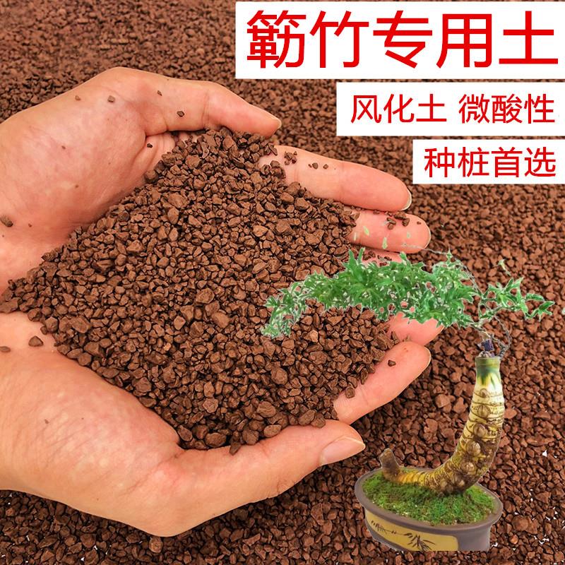 小叶簕竹土勒竹专用土风化土种