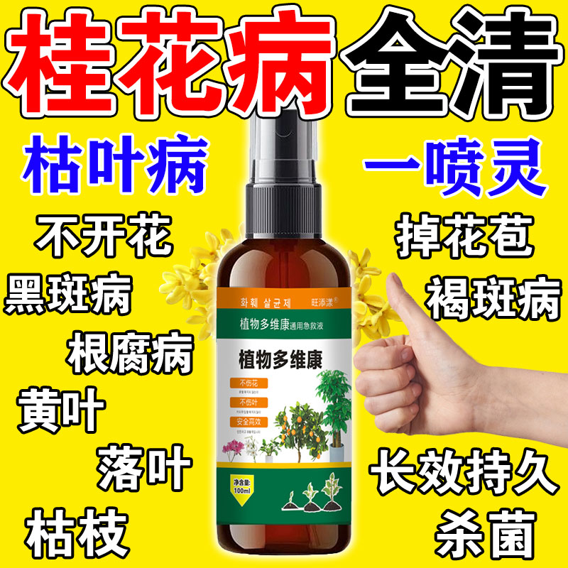 桂花枯叶病黄叶焦叶干尖桂花树专用肥料营养液植物促开花复活液