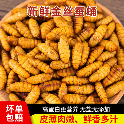 金丝蚕蛹鲜活新鲜冰冻生黄金小桑蚕蛹子商用茧蛹蝉蛹钓鱼山东特产