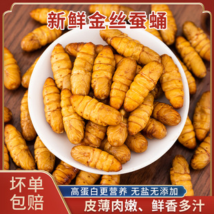 昆虫美食蚕蛹新鲜活冷冻金丝小黄金桑蚕蛹商用烧烤钓鱼饵仓鼠鸟食