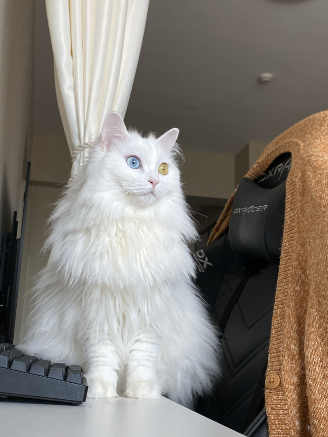 纯白异瞳狮子猫鸳鸯眼白猫山东狮子猫仙女猫纯种异瞳