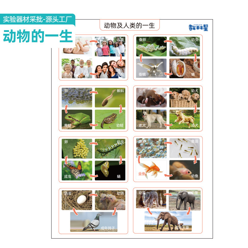 小学科学三年级下册动物的一生 人的生长过程知识卡片 实验材料