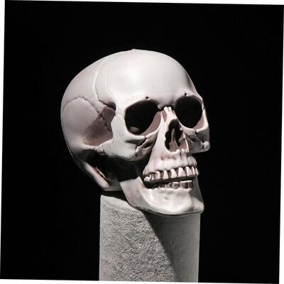 Halloween All Size Human Skull Head Skeleton Hanging Skull S