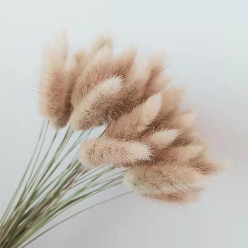 拍摄道具狗尾巴草兔尾草客厅装饰