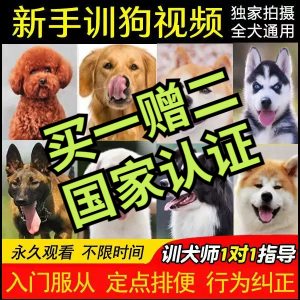 训狗教程2023成都零基础训犬柯基泰迪马犬金毛狗狗的宠物训练视频 宠物/宠物食品及用品 训练器 原图主图