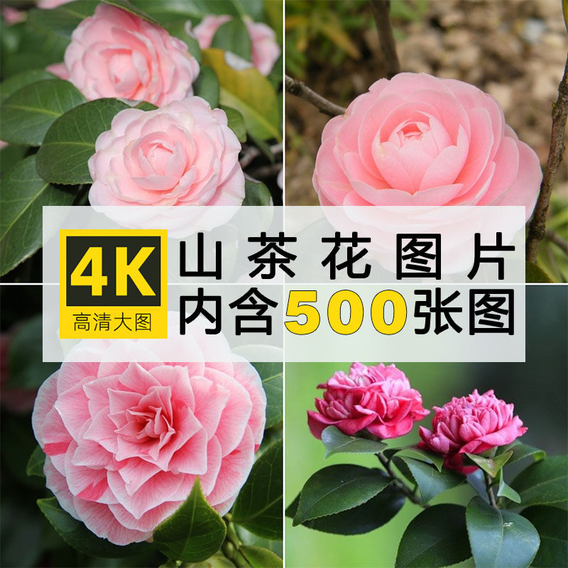 4k高清山茶花图片鲜花卉花朵植物摄影壁纸背景绘画参考ps参考素材