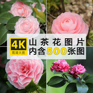 4K高清山茶花图片鲜花卉花朵植物摄影壁纸背景绘画参考ps参考素材