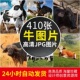 高清牛图片牦牛奶牛水牛公牛黄牛肉牛犊养牛牧场摄影照片JPG素材