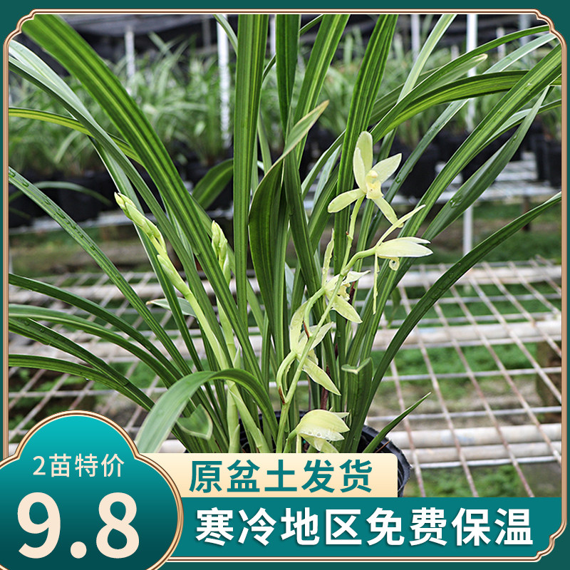 翁源兰花 金丝马尾爪 名贵金边线艺建兰四季兰素心兰草盆栽浓香型