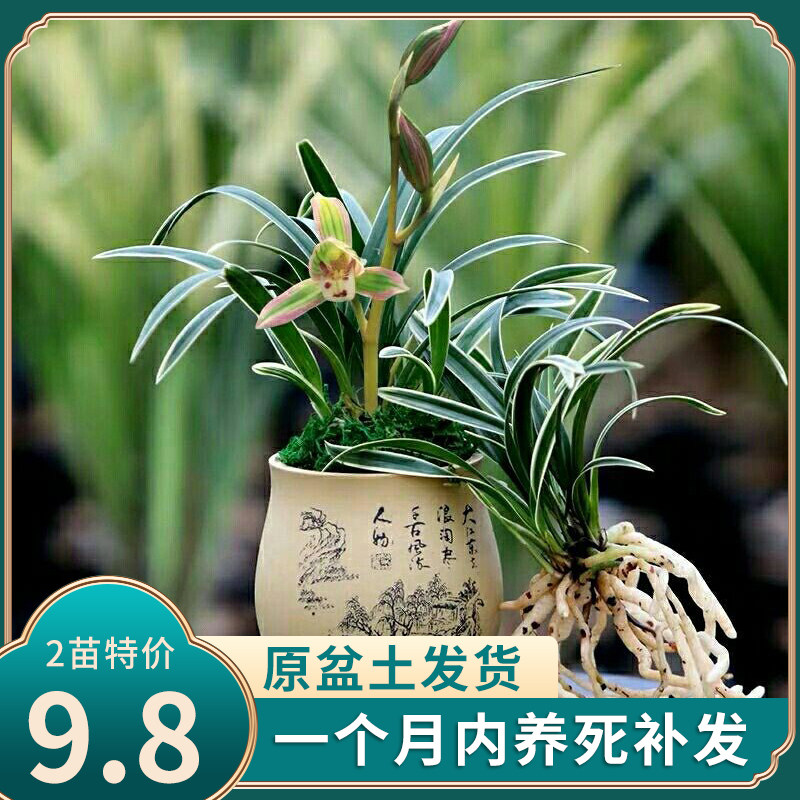 金边迷你矮种兰花 帝王妃 世界上最香的兰花盆栽好养十大名贵特级