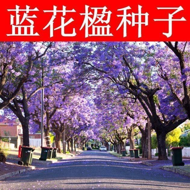 蓝花楹种子 绿化林木种子 带壳种子 高档绿化树种 蓝雾树包邮