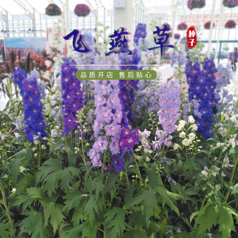 飞燕草室外易活耐寒绿化花种子