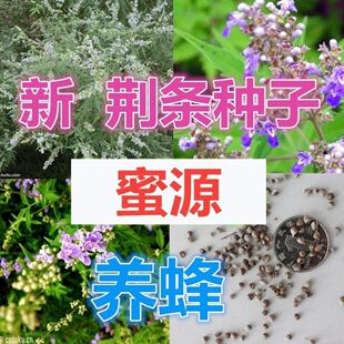荆条种子牡荆五指风五指柑土常山黄荆柴黄金子蜜源绿肥荆条树种籽