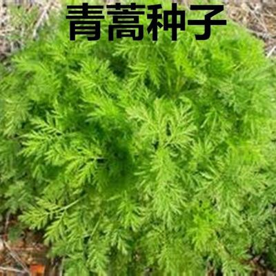 新采青蒿种子 野生青蒿种子 草蒿种子 香蒿种子 苦蒿种子药材包邮