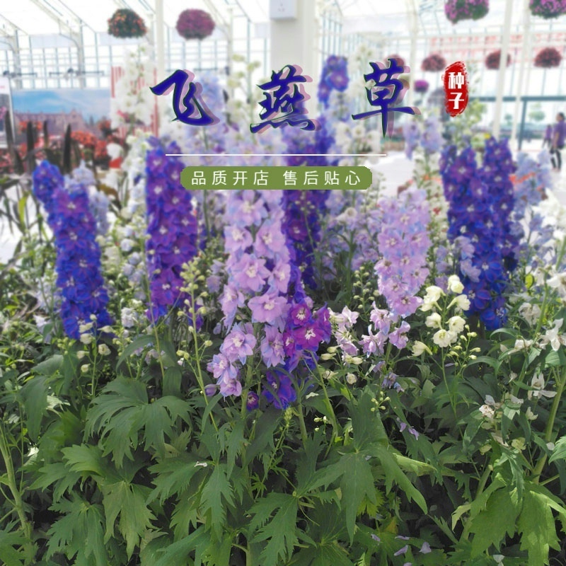 飞燕草花种子春播庭院室外易播种易活花种籽阳台盆栽耐寒绿化种子