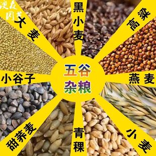 五谷杂粮甜荞麦苦荞麦种子红高粱大麦黑小麦燕麦青稞谷子小米水稻