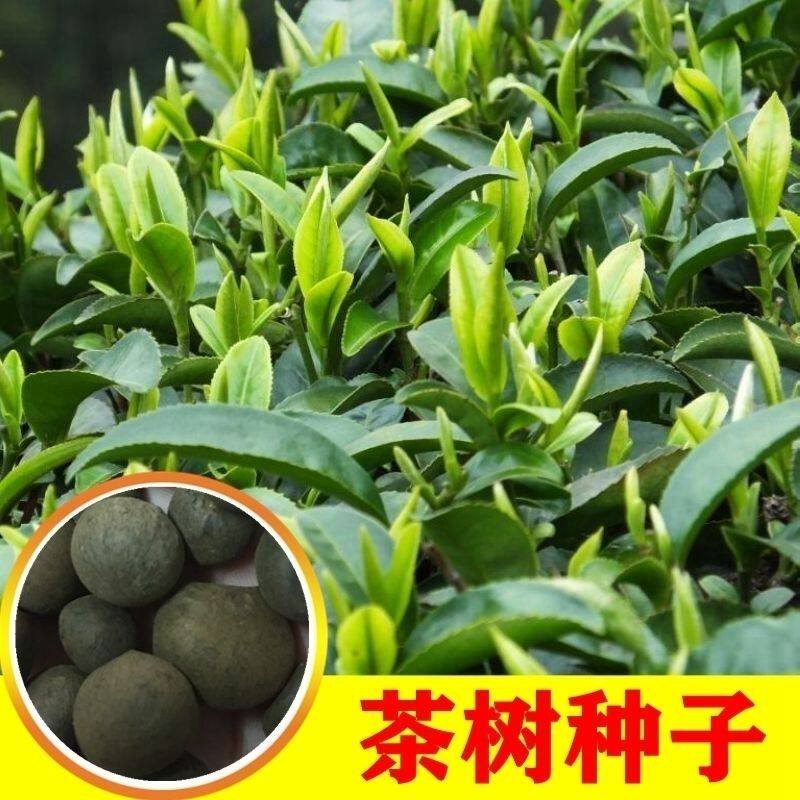 绿茶种子 特早茶种子耐寒茶叶种子 茶树籽 各种茶叶种子 播种种籽