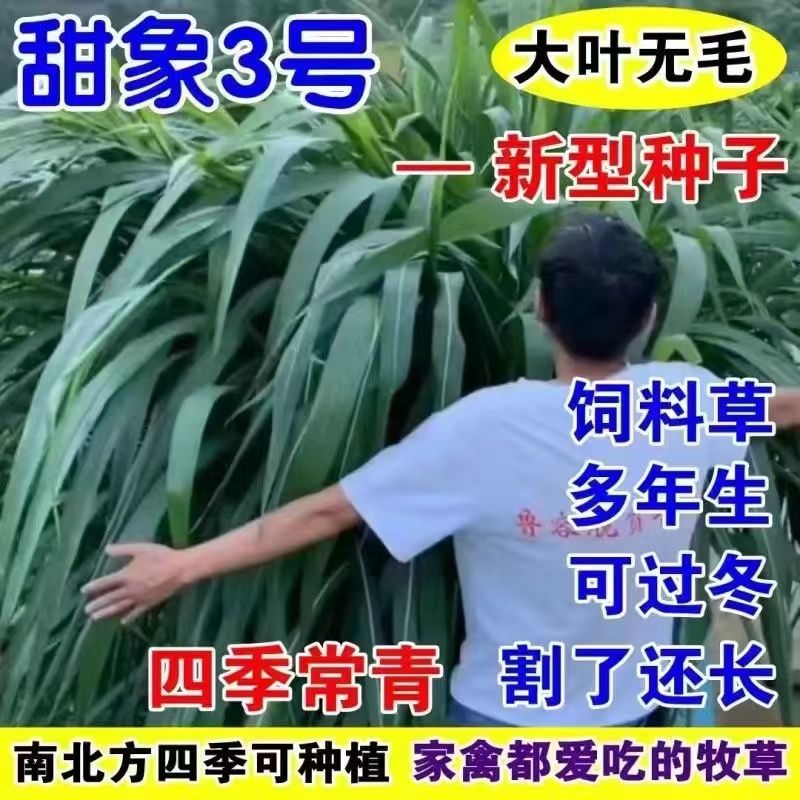 台湾无毛甜象草3号种子四季多年生牧草种子高产量喂牛羊鸡鸭鹅鱼