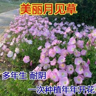 美丽月见草花种子多年生花卉易种易活的阳台盆栽绿植庭院花卉种子