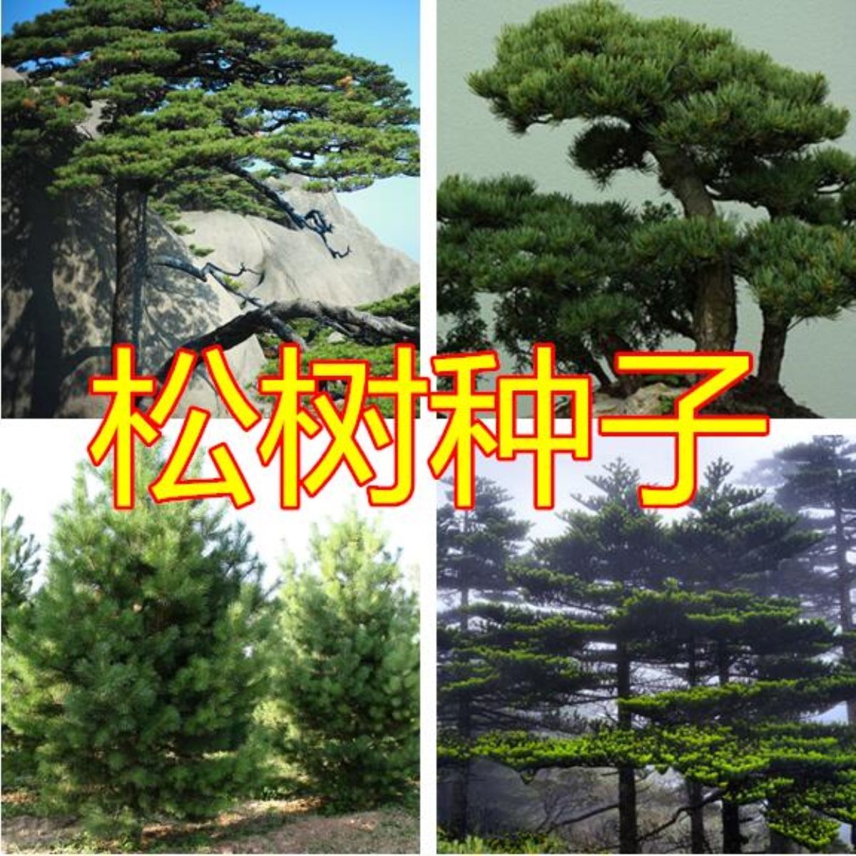 新采松树种子 黄山松迎客松马尾松白皮松五针松黑松油松雪松种子