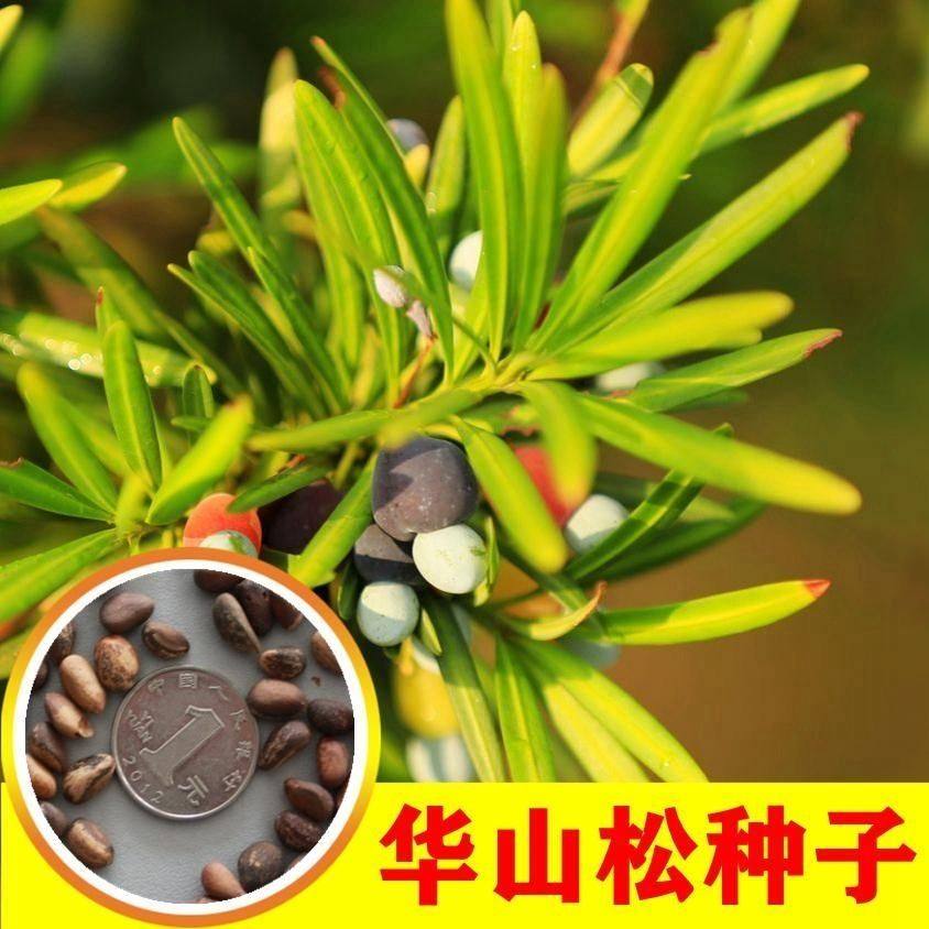 华山松种子 新采华山松种子优质松树林木种子 别名五针松风景树种
