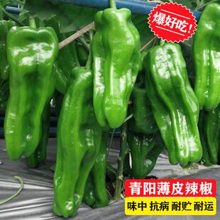 青阳薄皮辣椒种子微辣长灯笼皱皮泡椒苗高产早熟春季四季蔬菜种子