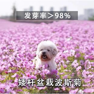 矮杆七彩波斯菊格桑花种籽四季播种开花易活花籽庭院室外种籽