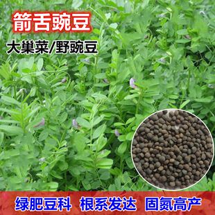 箭舌豌豆种子红花苕野豌豆果大巢菜绿肥种子南方蜜蜂植物牧草饲料