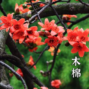 木棉花种子美人树异木棉种子大腹木棉种子 南方树种 绿化苗木种子