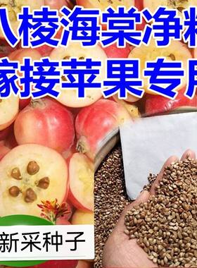 河北怀来八棱海棠树种子果树种子净籽嫁接苹果树种子砧木种子包邮