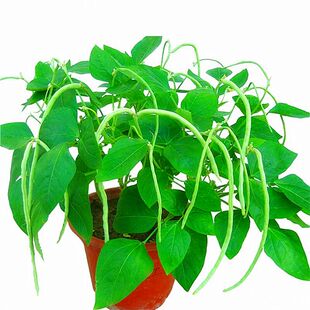 网红四季豆角种子早熟矮生无架豆角种子无架豆角阳台盆栽蔬菜种子