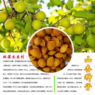 杏树种子山杏种子山杏核 林木种子多年生野山杏 量大从优