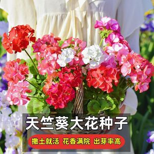 重瓣天竺葵种子四季播种易开花室内洋绣球花花种子籽观花盆栽花卉