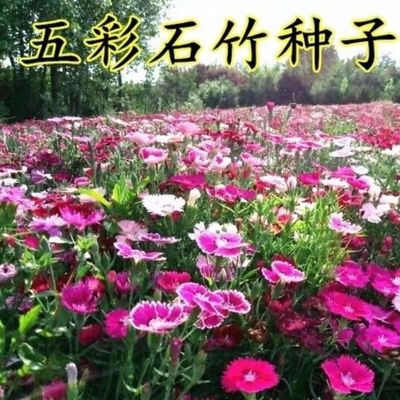 五彩石竹花种子康乃馨四季种易活开花不断室内外办公盆栽重瓣草籽