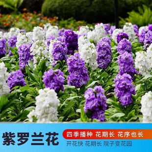 紫罗兰种子100粒四桃克草桂花籽可切花阳台盆栽春秋播夏秋开花