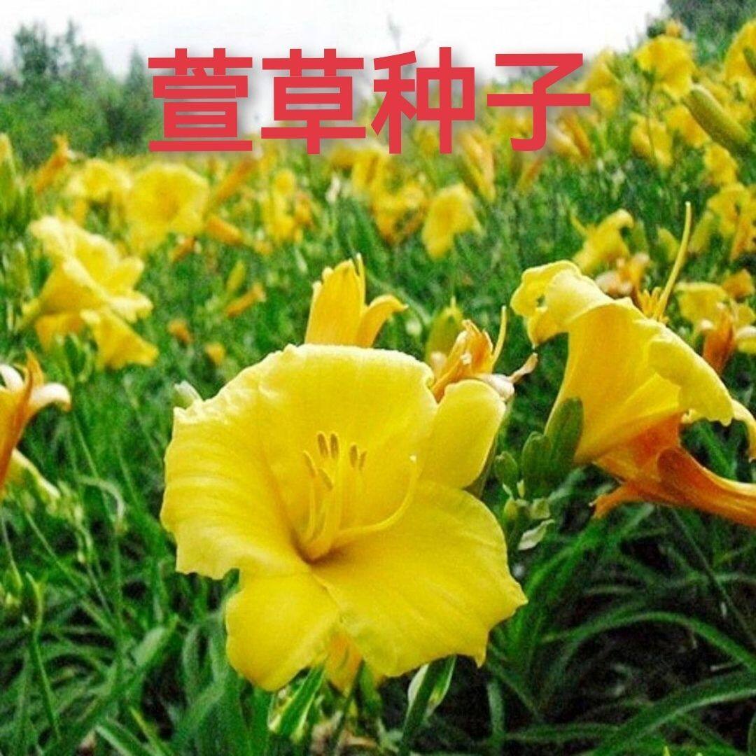 金娃娃萱草种子草花种子耐寒易种易活四季播种萱草种子花卉种子