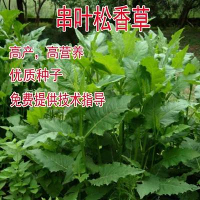 串叶松香草种子 华夏神菊 香槟草 多年生牧草籽教授菊花草提炼SOD