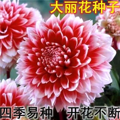 重瓣大丽花地瓜花种子庭院花卉阳台外盆栽球根花卉多年生花卉大全