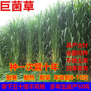 新型特高产巨菌草种子多年生高产牧草种子甜象草皇竹草种子