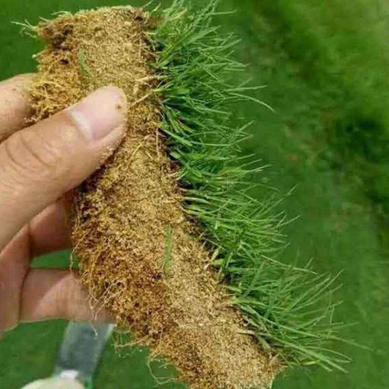 匍匐型剪股颖草坪草种籽高尔夫球场别墅庭院户外四季草坪