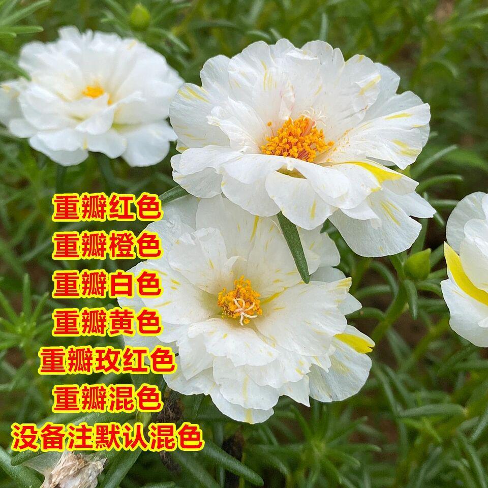 太阳花种子波斯菊百日草矢车菊庭院四季易种室外阳台野花花籽多年